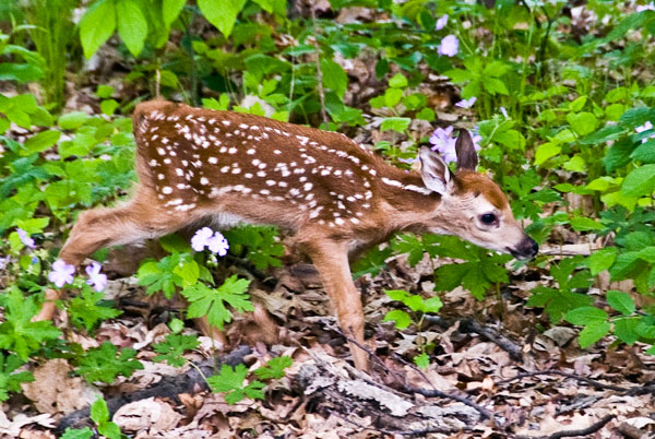 Minutes old