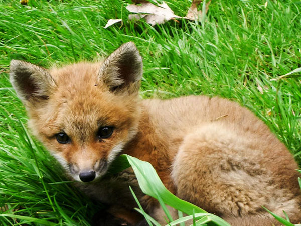 Baby Fox