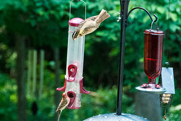 Female Grosbeak