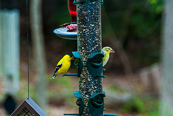 Finches