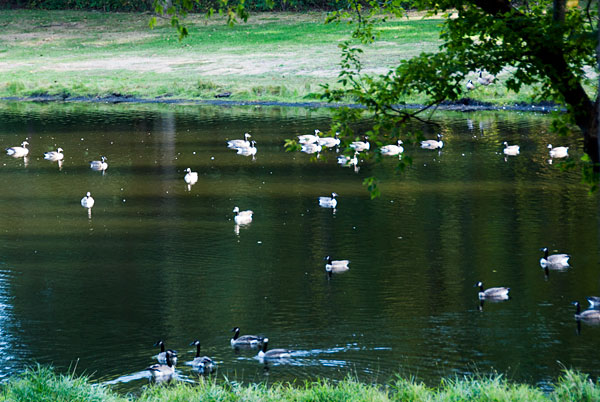 Geese of a feather