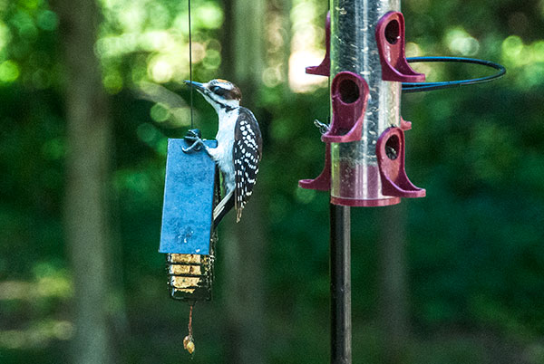 Hairy Woodpecker