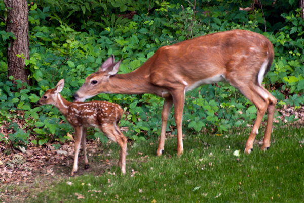 Mama & Fawn