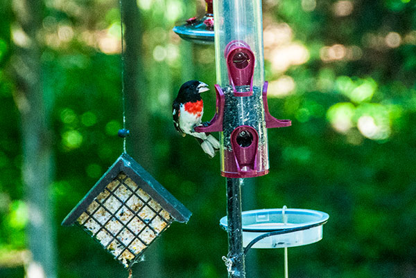 Rose-Breasted Grossbeak