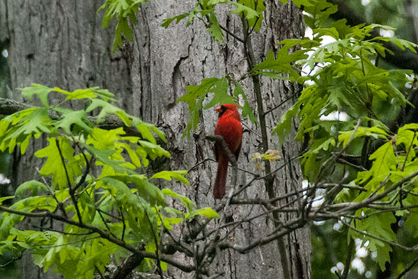 Cardinal