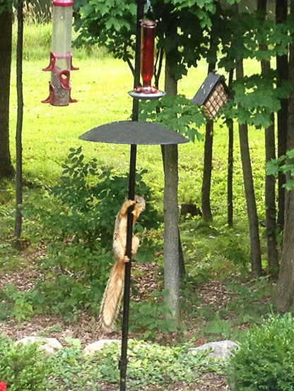 Squirrel on Pole